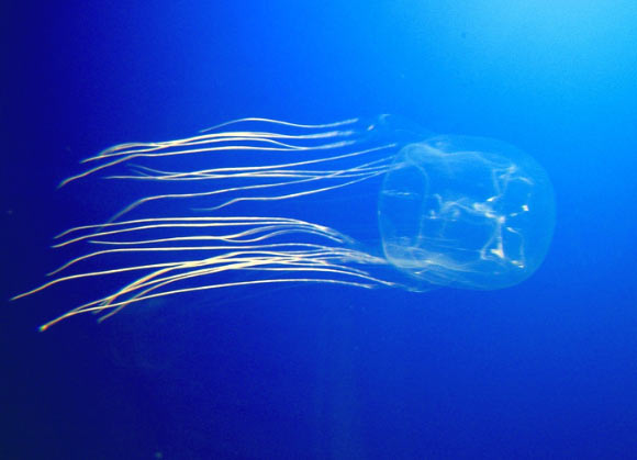 Chironex fleckeri. Image credit: Guido Gautsch / CC BY-SA 2.0.