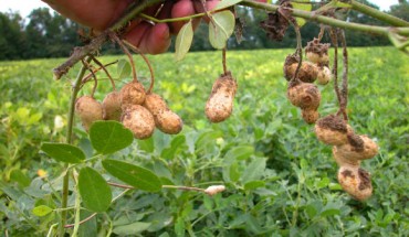 Leaves and freshly dug pods of Arachis hypogaea, Stuckey, South Carolina. Image credit: Dave, aka Pollinator / CC BY-SA 3.0.