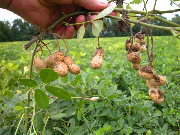 Leaves and freshly dug pods of Arachis hypogaea, Stuckey, South Carolina. Image credit: Dave, aka Pollinator / CC BY-SA 3.0.