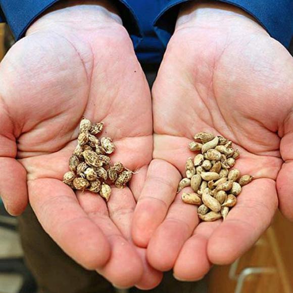 Arachis ipaensis (left) and A. duranensis (right). Image credit: U.S. Department of Agriculture.