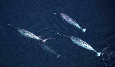 Narwhals (Monodon monoceros) are one of three whale species found only in the Arctic and are well-known for their tusks. Image credit: Carsten Egevang.