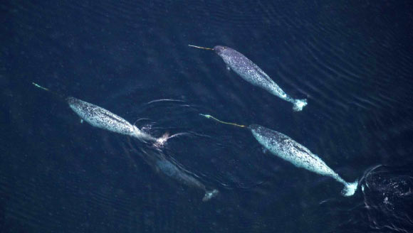 Narwhals (Monodon monoceros) are one of three whale species found only in the Arctic and are well-known for their tusks. Image credit: Carsten Egevang.