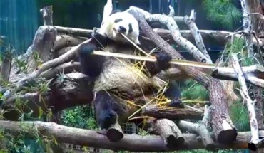 A male giant panda named Xiao Liwu at San Diego Zoo, California, the United States. Image credit: Sci-News.com.
