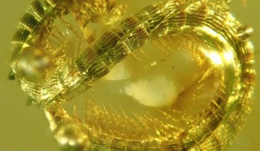 Burmanopetalum inexpectatum. Image credit: Leif Moritz.