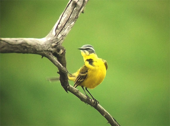 Toda et al. identified a single early sensory shift of the umami receptor that conferred sweet-sensing abilities in songbirds. Image credit: Sci-News.com.