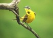 The western yellow wagtail (Motacilla flava), a small passerine bird in the family Motacillidae. Image credit: Sci-News.com.