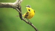 The western yellow wagtail (Motacilla flava), a small passerine bird in the family Motacillidae. Image credit: Sci-News.com.