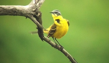The western yellow wagtail (Motacilla flava), a small passerine bird in the family Motacillidae. Image credit: Sci-News.com.
