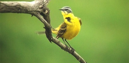 The western yellow wagtail (Motacilla flava), a small passerine bird in the family Motacillidae. Image credit: Sci-News.com.