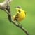 The western yellow wagtail (Motacilla flava), a small passerine bird in the family Motacillidae. Image credit: Sci-News.com.