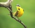 The western yellow wagtail (Motacilla flava), a small passerine bird in the family Motacillidae. Image credit: Sci-News.com.