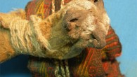 Two of the artifacts from the 1,000-year-old ritual bundle from Cueva del Chileno, southwestern Bolivia: the impressive pouch constructed of three fox (Lycalopex culpaeus) snouts stitched together (foreground), and the colorful textile headband (background). Image credit: Jose Capriles / Penn State.