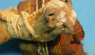 Two of the artifacts from the 1,000-year-old ritual bundle from Cueva del Chileno, southwestern Bolivia: the impressive pouch constructed of three fox (Lycalopex culpaeus) snouts stitched together (foreground), and the colorful textile headband (background). Image credit: Jose Capriles / Penn State.