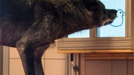 While wolves rely heavily on cooperation, dogs do so substantially less thus leading to the prediction that wolves are more prosocial than dogs. However, domestication hypotheses suggest dogs have been selected for higher cooperation, leading to the opposing prediction -- increased prosocial tendencies in dogs. To tease apart these hypotheses, Dale et al adapted a paradigm previously used with pet dogs to directly compare dogs and wolves. In a prosocial choice task, wolves acted prosocially to in-group partners; providing significantly more food to a pack-member compared to a control where the partner had no access to the food. Dogs did not. Additionally, wolves did not show a prosocial response to non-pack members, in line with previous research that social relationships are important for prosociality. Image credit: Dale et al, doi: 10.1371/journal.pone.0215444.