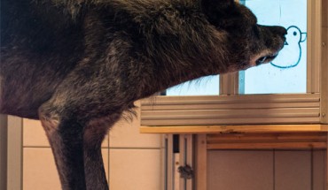 While wolves rely heavily on cooperation, dogs do so substantially less thus leading to the prediction that wolves are more prosocial than dogs. However, domestication hypotheses suggest dogs have been selected for higher cooperation, leading to the opposing prediction -- increased prosocial tendencies in dogs. To tease apart these hypotheses, Dale et al adapted a paradigm previously used with pet dogs to directly compare dogs and wolves. In a prosocial choice task, wolves acted prosocially to in-group partners; providing significantly more food to a pack-member compared to a control where the partner had no access to the food. Dogs did not. Additionally, wolves did not show a prosocial response to non-pack members, in line with previous research that social relationships are important for prosociality. Image credit: Dale et al, doi: 10.1371/journal.pone.0215444.