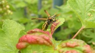 The European paper wasp (Polistes dominula). Image credit: Adrian Benko / CC BY-SA 3.0.