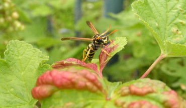 The European paper wasp (Polistes dominula). Image credit: Adrian Benko / CC BY-SA 3.0.