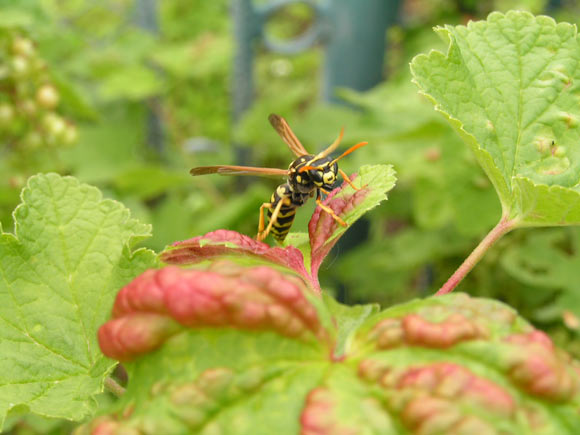 The European paper wasp (Polistes dominula). Image credit: Adrian Benko / CC BY-SA 3.0.