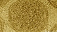 Cryo-EM image of a DNA-ﬁlled medusavirus particle viewed from a 3-fold axis; spike, capsid, and membrane are labeled. Scale bar - 100 nm. Image credit: Yoshikawa et al, doi: 10.1128/JVI.02130-18.