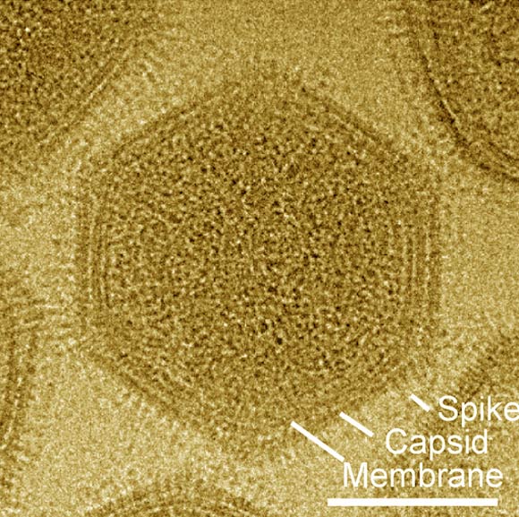 Cryo-EM image of a DNA-filled medusavirus particle viewed from a 3-fold axis; spike, capsid, and membrane are labeled. Scale bar - 100 nm. Image credit: Yoshikawa et al, doi: 10.1128/JVI.02130-18.