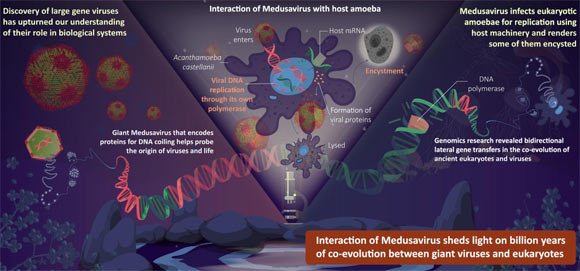 Medusavirus may help scientists better understand the origins of DNA replication and the evolution of complex life. Image credit: Tokyo University of Science.