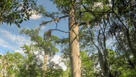 The bald cypress (Taxodium distichum). Image credit: Dan Griffin.