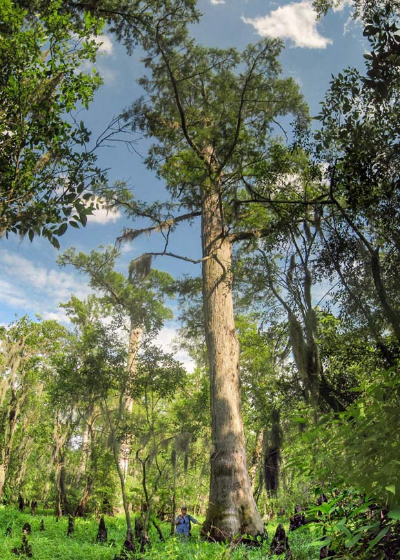 The bald cypress (Taxodium distichum). Image credit: Dan Griffin.
