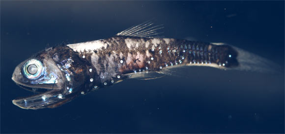 The lanternfish has bioluminescent organs and an increased number of rod opsin genes. Image credit: Zuzana Musilová, Charles University.