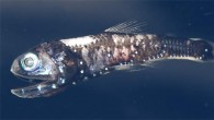 The lanternfish has bioluminescent organs and an increased number of rod opsin genes. Image credit: Zuzana Musilová, Charles University.
