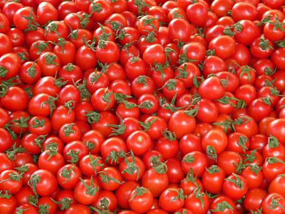 Gao et al present a tomato pan-genome constructed using genome sequences of 725 phylogenetically and geographically representative accessions, revealing 4,873 genes absent from the reference genome. Image credit: Hans Braxmeier.