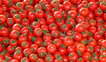Gao et al present a tomato pan-genome constructed using genome sequences of 725 phylogenetically and geographically representative accessions, revealing 4,873 genes absent from the reference genome. Image credit: Hans Braxmeier.