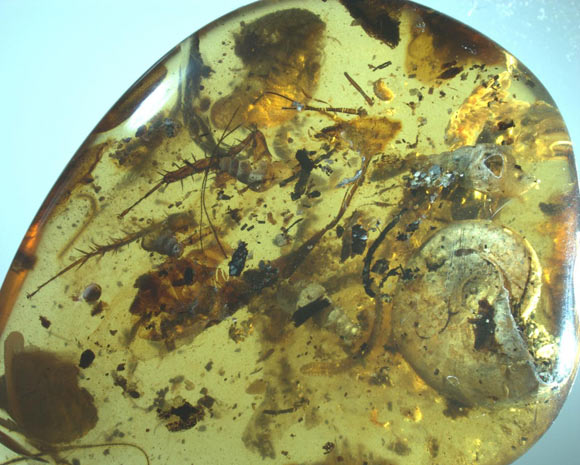 The 99-million-year-old piece of amber from northern Myanmar. Image credit: Nanjing Institute of Geology and Palaeontology.