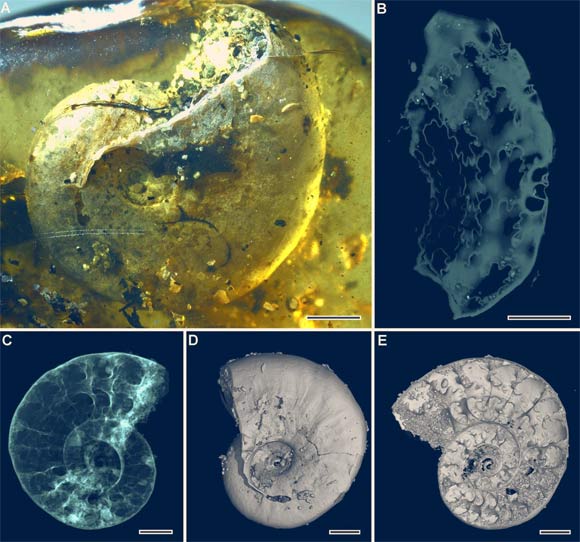 The ammonite Puzosia sp.: (A) lateral view under light microscopy; (B) flattened sutures reconstructed by microtomography; (C) microtomographic reconstruction, apparent view; (D) microtomographic reconstruction, surface rendering; (E) microtomographic reconstruction, virtual section. Scale bars - 2 mm. Image credit: Yu et al, doi: 10.1073/pnas.1821292116.