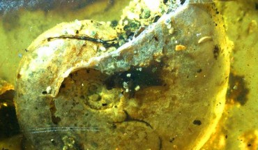 The ammonite Puzosia sp. Image credit: Yu et al, doi: 10.1073/pnas.1821292116.