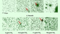 TiO2 triggers biofilm formation by commensal bacteria: (A, B) the clustering effect of TiO2 on (A) E. coli and (B) E. faecalis in vitro was visualized by Nanolive imaging in the presence of 0, 0.5, 1, or 50 μg/ml TiO2 after 24 h incubation. False-coloring was applied to images based on refractive index, where black represents the refractive index of TiO2 and green represents bacteria. Image credit: Pinget et al, doi: 10.3389/fnut.2019.00057.