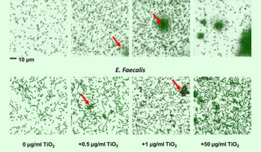 TiO2 triggers biofilm formation by commensal bacteria: (A, B) the clustering effect of TiO2 on (A) E. coli and (B) E. faecalis in vitro was visualized by Nanolive imaging in the presence of 0, 0.5, 1, or 50 μg/ml TiO2 after 24 h incubation. False-coloring was applied to images based on refractive index, where black represents the refractive index of TiO2 and green represents bacteria. Image credit: Pinget et al, doi: 10.3389/fnut.2019.00057.