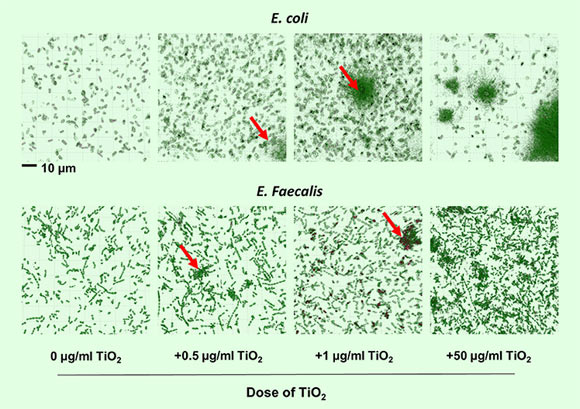 TiO2 triggers biofilm formation by commensal bacteria: (A, B) the clustering effect of TiO2 on (A) E. coli and (B) E. faecalis in vitro was visualized by Nanolive imaging in the presence of 0, 0.5, 1, or 50 μg/ml TiO2 after 24 h incubation. False-coloring was applied to images based on refractive index, where black represents the refractive index of TiO2 and green represents bacteria. Image credit: Pinget et al, doi: 10.3389/fnut.2019.00057.