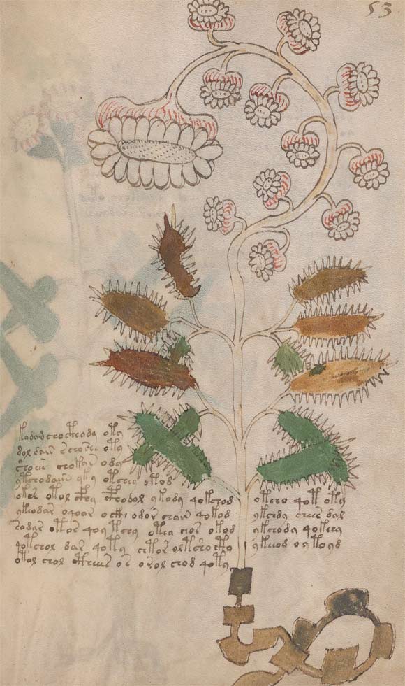 The Voynich manuscript, folio 53r: the oblong-leaved sundew (Drosera intermedia); the first line of the accompanying text reads: ‘la naza éo eme ona oma nor nais t’ (the pregnancy/baby it’s to acquire good growth as for normal birth); the words survive in various Romance languages and Latin: la naza (Galician) éo (Portuguese) eme (Latin) ona (Galician) oma (Greek) nor [mais] (Portuguese) nais (Old French) t [terminus] (Latin); the plant is native to Northern Italy and Iberia, where it grows in marshes and bogs. Drosera contains substances known as flavonoids and quinones, which have an antibiotic, antiviral, antimicrobial and antifungal effect, so they would have helped to ward off infections and infestations during pregnancy. Image credit: Beinecke Library, Yale University.