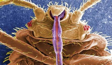 This digitally-colorized scanning electron micrograph revealed some of the ultrastructural morphology displayed on the ventral surface of Cimex lectularius; from this view you can see the insect’s skin piercing mouthparts it uses to obtain its blood meal, as well as a number of its six jointed legs. Image credit: Janice Harney Carr, CDC.