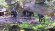 This study was conducted on a colony of chimpanzees (Pan troglodytes) housed at the Kristiansand Zoo in Kristiansand, Norway. Image credit: Motes-Rodrigo et al, doi: 10.1371/journal.pone.0215644.