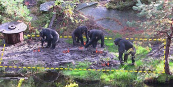 This study was conducted on a colony of chimpanzees (Pan troglodytes) housed at the Kristiansand Zoo in Kristiansand, Norway. Image credit: Motes-Rodrigo et al, doi: 10.1371/journal.pone.0215644.