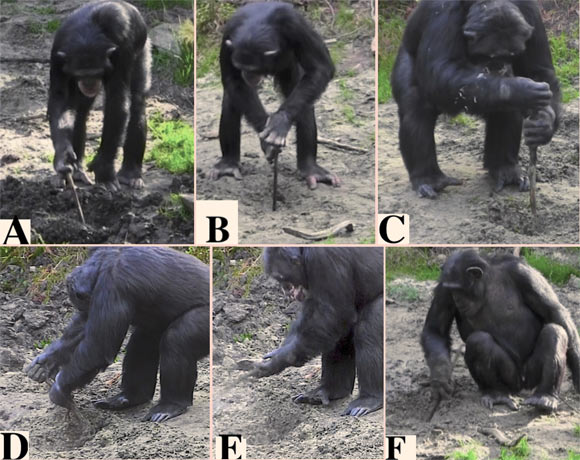 Tool use behaviors that emerged during the excavation of underground food: (A) probe, (B) perforate, (C) pound, (D) dig, (E) shovel, and (F) enlarge. Image credit: Motes-Rodrigo et al, doi: 10.1371/journal.pone.0215644.