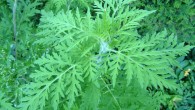 The common ragweed (Ambrosia artemisiifolia). Image credit: Pere Igor / CC BY-SA 3.0.