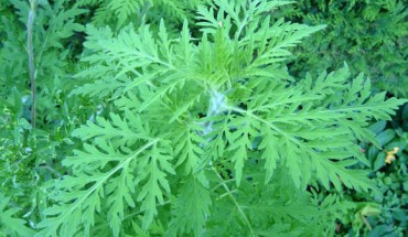 The common ragweed (Ambrosia artemisiifolia). Image credit: Pere Igor / CC BY-SA 3.0.