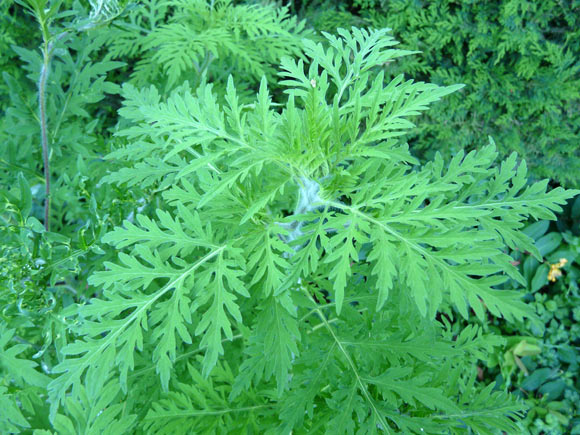 The common ragweed (Ambrosia artemisiifolia). Image credit: Pere Igor / CC BY-SA 3.0.