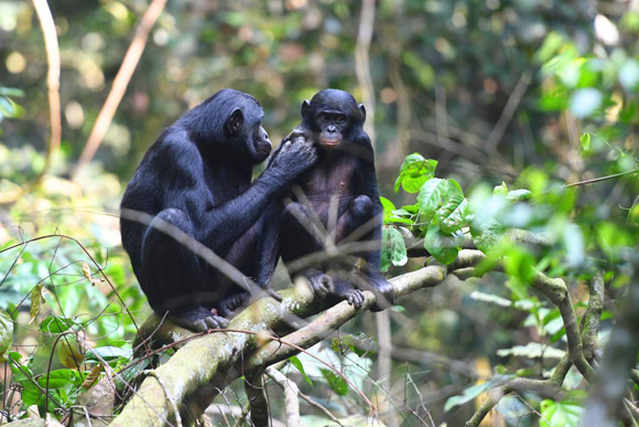 A young juvenile male bonobo is groomed by his mom in the Kokolopori Bonobo Reserve, the Democratic Republic of Congo. Image credit: Martin Surbeck.