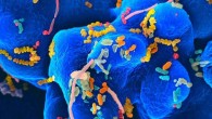 de la Cuesta-Zuluaga et al find age and sex of an individual strongly influences the bacterial diversity of the gut microbiome. Image credit: University of California, San Diego School of Medicine.