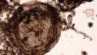 Microphotograph of Ourasphaira giraldae. Image credit: Loron et al, doi: 10.1038/s41586-019-1217-0.