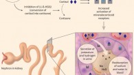 Demonstration of the main mechanism of action of licorice through inhibition of 11-β-hydroxysteroid dehydrogenase type 2 (11-β-HSD2) in the distal tubules of the kidney. H - hydrogen ion, H2O - water, K - potassium, Na - sodium. Image credit: Falet et al, doi: 10.1503/cmaj.180550.