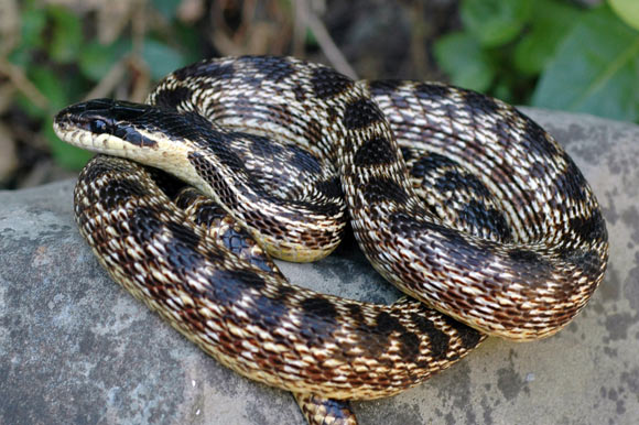 The Urartian rat snake (Elaphe urartica) in Armenia. Image credit: Boris Tuniyev.